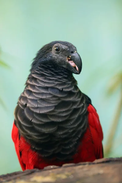 Pesquet Parrot Psittrichas Fulgidus Also Known Vulturine Parrot Portrait New — 스톡 사진