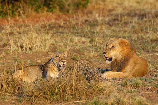 Lew Południowy Panthera Leo Melanochaita Również Jako Lew Wschodnio Południowoafrykański — Zdjęcie stockowe