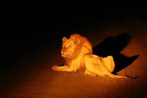 Zuidelijke Leeuw Panthera Leo Melanochaita Oost Zuidelijke Afrikaanse Leeuw Leo — Stockfoto