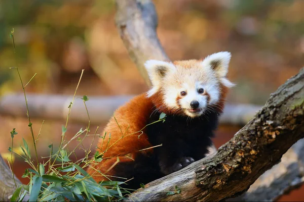 Der Rote Panda Ailurus Fulgens Feuerfuchs Oder Kleiner Panda Die — Stockfoto