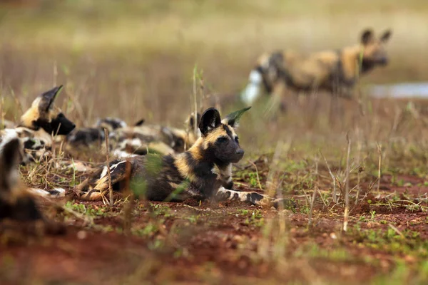 The African wild dog (Lycaon pictus), also known as African hunting or  African painted dog, painted hunting dog or painted wolf.Puppy of an african dog sleeping in the open landscape.