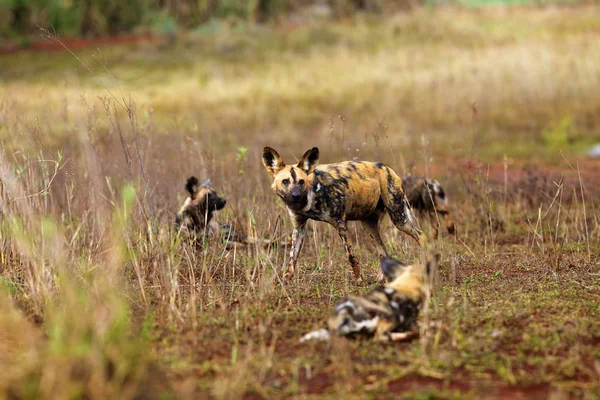 Den Afrikanska Vildhunden Lycaon Pictus Även Som Afrikansk Jakt Eller — Stockfoto