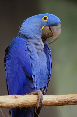 Sümbül papağanı (Anodorhynchus hyacinthinus) veya bir dalda oturan sümbül papağanı..