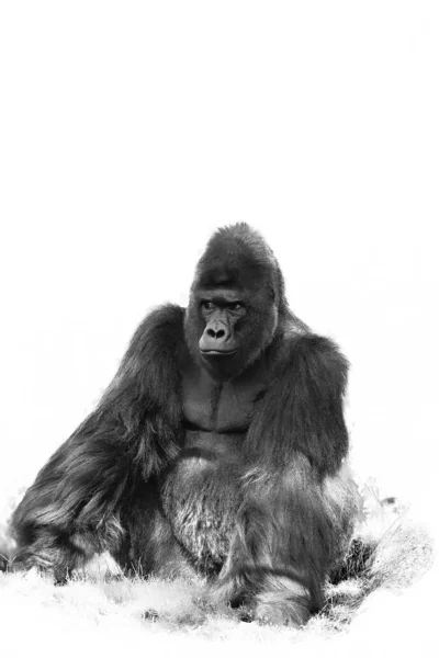 Gorille Des Plaines Ouest Gorilla Gorilla Gorilla Grand Mâle Argenté — Photo