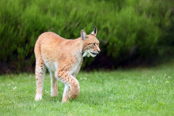 Ευρασιατικός Λύγκας Lynx Lynx Πορτρέτο Ευρασιατικός Λύγκας Στον Κήπο Μεγάλος — Φωτογραφία Αρχείου