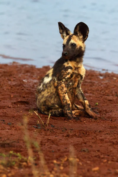 The African wild dog (Lycaon pictus), also African hunting or African painted dog, painted hunting or painted wolf, young dog separated from the pack.Puppy of an african dog sitting on the lake shore.