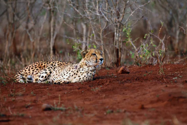 Gepard Acinonyx Jubatus Také Jako Lovecký Leopard Ležící Červené Zemi — Stock fotografie