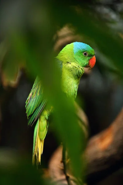 Lophopsittacus Mauritianus Tanygnathus Lucionensis Juga Bayan Hijau Bermahkota Biru Bayan — Stok Foto