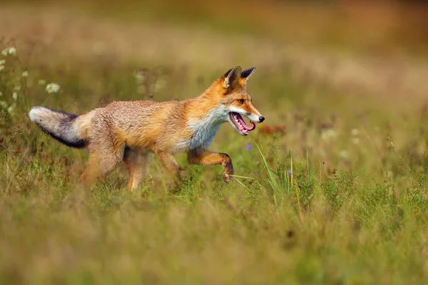 红狐狸 在草地上觅食 绿地上的小红狐 背景是黑云杉林 — 图库照片