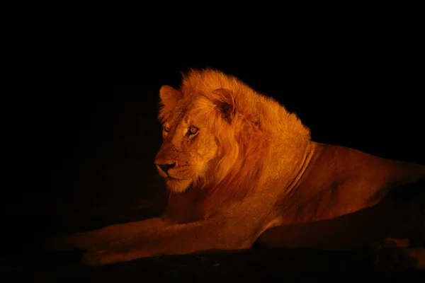 南ライオン パンテラ メラノカイタ もまた 東南アフリカのライオンまたは東南アフリカのライオンまたはパンテラ クルーゲリアとして知られています 暗闇の中に隠された大きな男性 — ストック写真