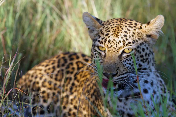 African Leopard Panthera Pardus Pardus Young Female Portrait Savanna — Stock Photo, Image