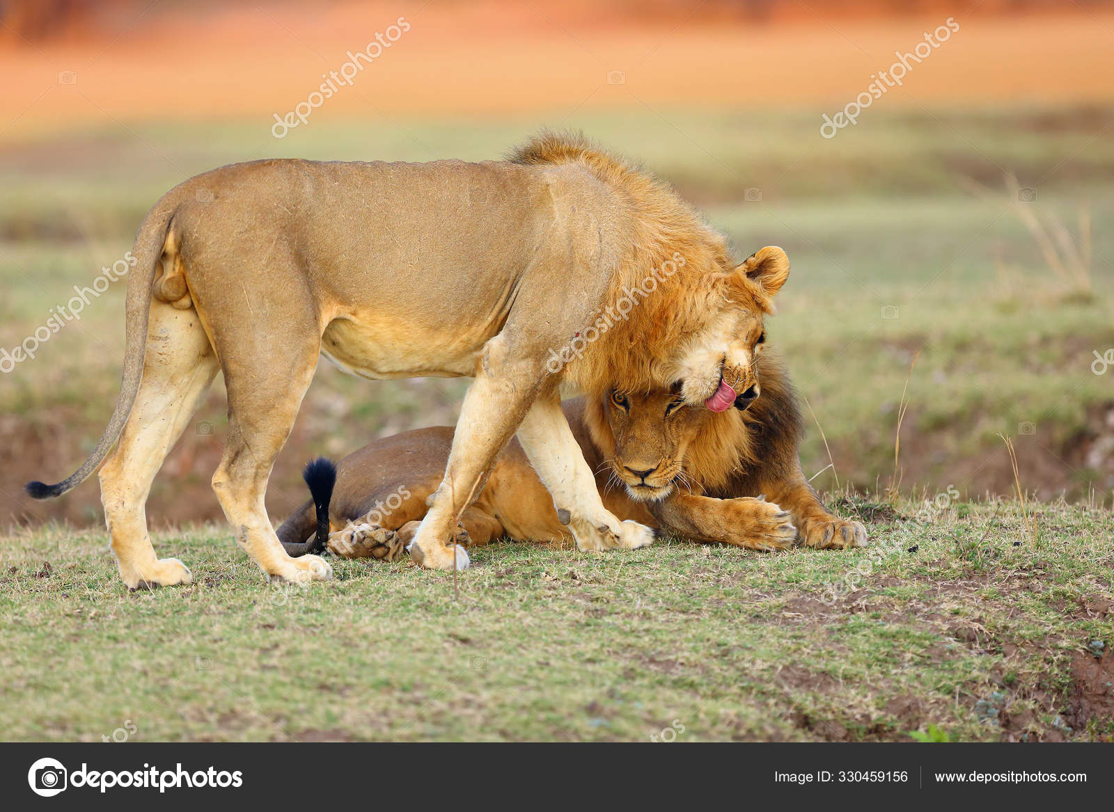 一种南方狮子Panthera Leo Melanochaita 也被称为东部南部非洲狮子或东部南部非洲狮子 骄傲的男性主人公欢迎来到色彩斑斓的草原——图库图片©