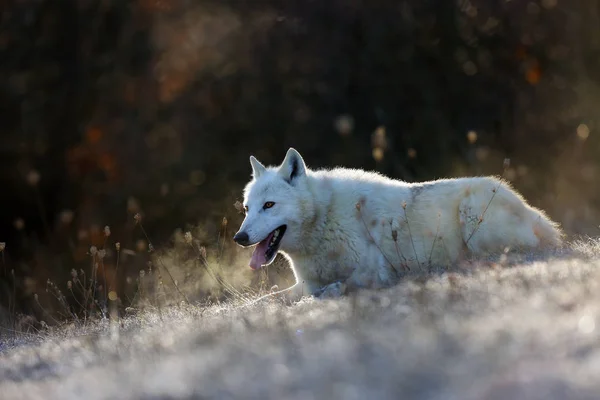 Hudson Bay Wolf Canis Lupus Hudsonicus Ondersoort Van Wolf Canis — Stockfoto