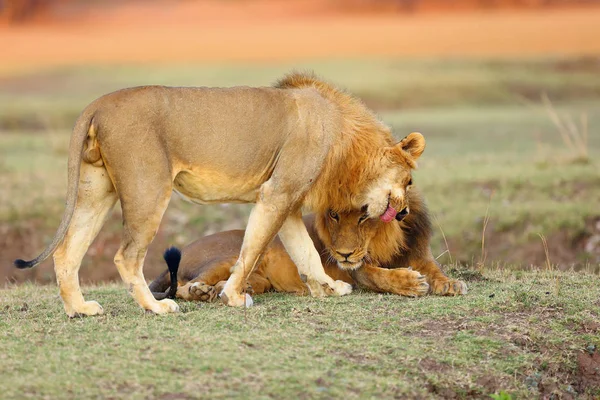 南ライオン Panthera Leo Melanochiata 東南アフリカライオンまたは東南アフリカライオンとも呼ばれる 誇りの支配的な男性は色鮮やかな背景を持つサバンナで会うことを歓迎 — ストック写真