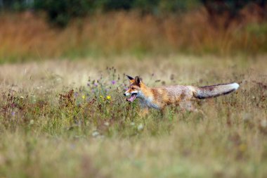 Kızıl tilki (Vulpes vulpes) çayırda yiyecek arar. Genç kızıl tilki yeşil tarlada, arka planda koyu ladin ormanı var..
