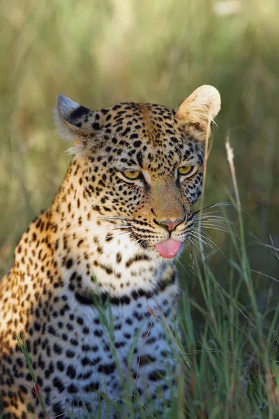 Leopardo Africano Panthera Pardus Pardus Retrato Femenino Joven Con Lengua —  Fotos de Stock