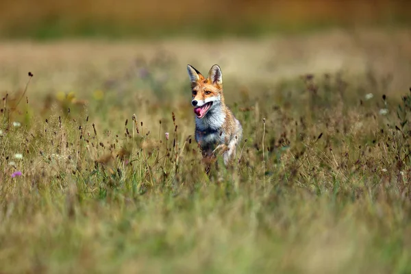Κόκκινη Αλεπού Vulpes Vulpes Αναζητά Τροφή Ένα Λιβάδι Νεαρή Κόκκινη — Φωτογραφία Αρχείου