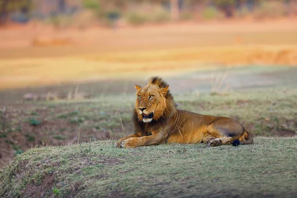 Der Südliche Löwe Panthera Leo Melanochaita Auch Als Ostsüdafrikanischer Löwe — Stockfoto