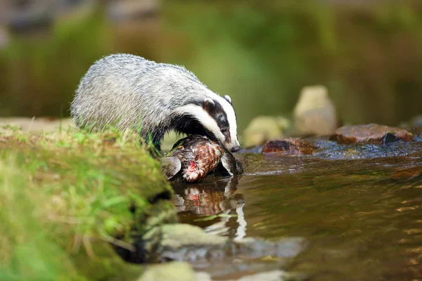 Badger Eropa Meles Meles Juga Dikenal Sebagai Eurasia Badger Atau — Stok Foto