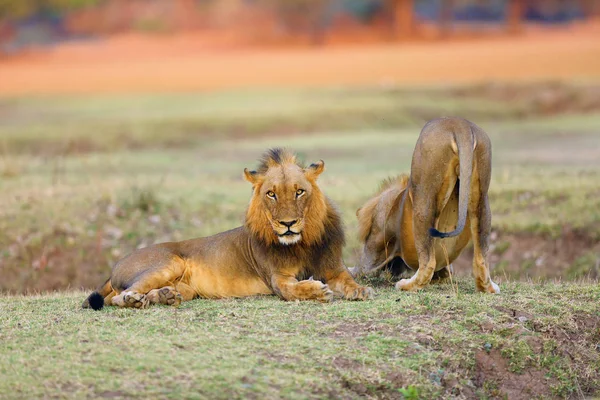 Southern Lion Panthera Leo Melanochaita Also East Southern African Lion — 스톡 사진