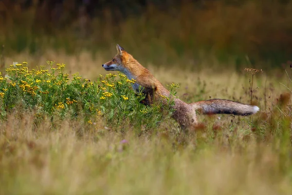The red fox (Vulpes vulpes) looks for food in a meadow. Young red fox on green field with dark spruce forest in background.A fox hunts a mouse on a meadow full of yellow flowers..