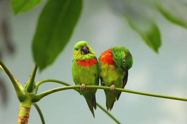 Salvadori Vijgenpapegaai Psittaculirostris Salvadorii Twee Groene Papegaaien Zittend Een Tropische — Stockfoto