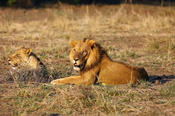 Ένα Λιοντάρι Του Νότου Panthera Leo Melanochaita Επίσης Λιοντάρι Της — Φωτογραφία Αρχείου