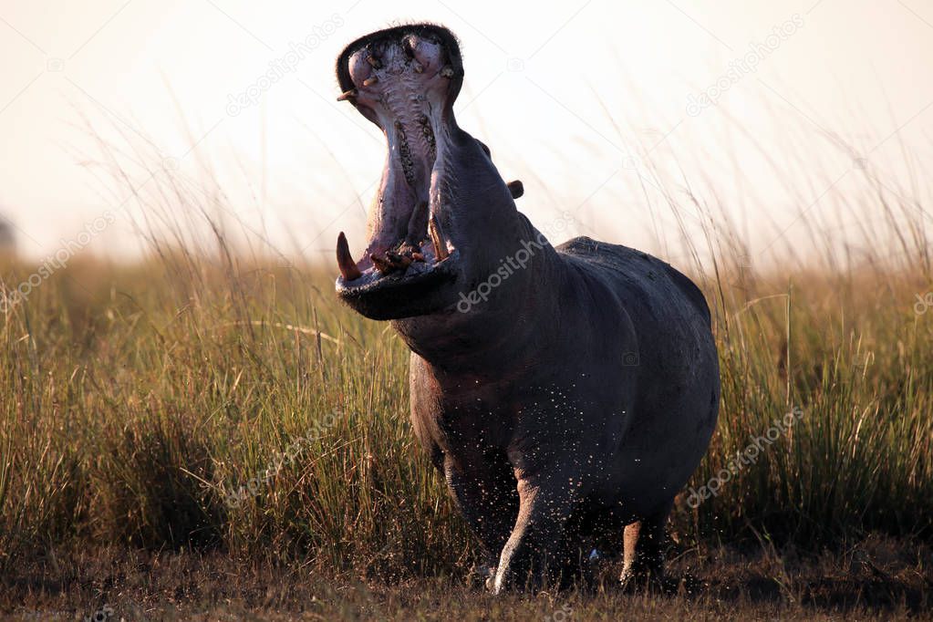 The common hippopotamus (Hippopotamus amphibius) or hippo is warning by open jaws standing on the river bank in beautiful evening light. Huge open mouth of a hippo in Africa.