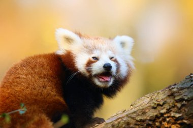 Kırmızı panda (Ailurus fulgens), ateş tilkisi veya daha küçük panda, kırmızı ayı-kedi ve kırmızı kedi-ayı, öğleden sonra ışığı altında portre..