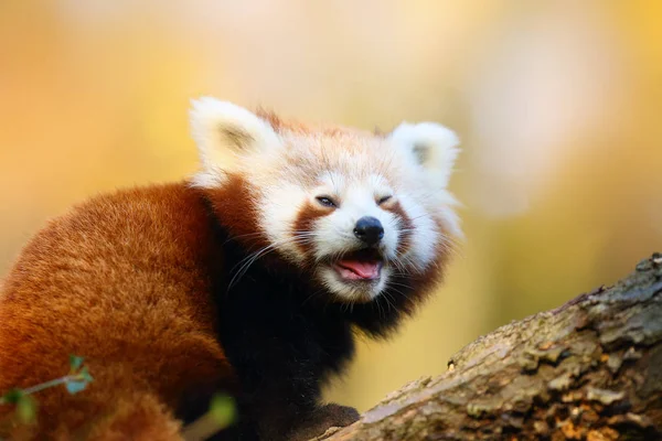 The red panda (Ailurus fulgens) , fire fox or lesser panda, the red bear-cat, and the red cat-bear, portrait in the afternoon light.Red panda on a branch with colorful background.