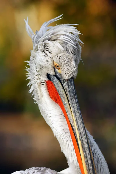 Portret Dalmatyńskiego Pelikana Pelecanus Crispus Duża Głowa Pelikana Odizolowana Portret — Zdjęcie stockowe