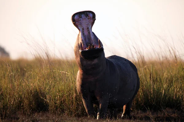 Közös Víziló Hippopotamus Amphibius Vagy Víziló Figyelmeztet Nyitott Állkapcsokkal Áll — Stock Fotó