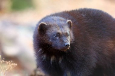 Karanlık bir sonbahar ormanında Wolverine (Gulo Gulo) portresi. Hafif arka planı olan büyük bir yırtıcı..