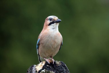 Avrasya alakargası (Garrulus glandarius) yeşil arkaplan dalında