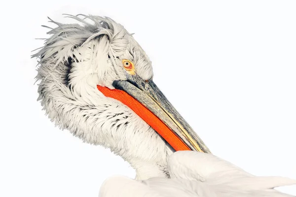 Портрет Далматинского Пеликана Pelecanus Crispus Большая Голова Пеликана Изолирована Портрет — стоковое фото