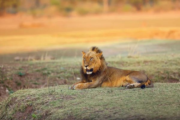 Lew Południowy Panthera Leo Melanochaita Również Jako Lew Wschodnioafrykański Lub — Zdjęcie stockowe