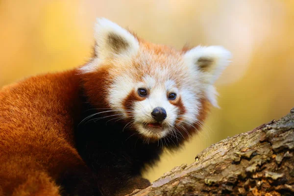 The red panda (Ailurus fulgens) , fire fox or lesser panda, the red bear-cat, and the red cat-bear, portrait in the afternoon light.