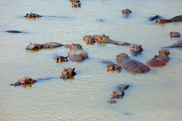 Common Hippopotamus Hippopotamus Amphibius Hippo Swimming Middle Lake Beautiful Evening — 스톡 사진