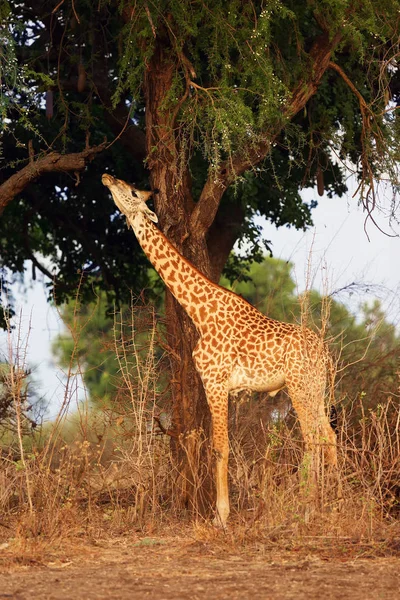 Thornicroft Giraffe Giraffa Camelopardalis Thornicrofti Sometimes Known Rhodesian Giraffe Standing — 스톡 사진