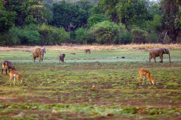 Luangwa Sur Paisaje Con Elefantes Antílopes Otros Animales Elefantes Una —  Fotos de Stock