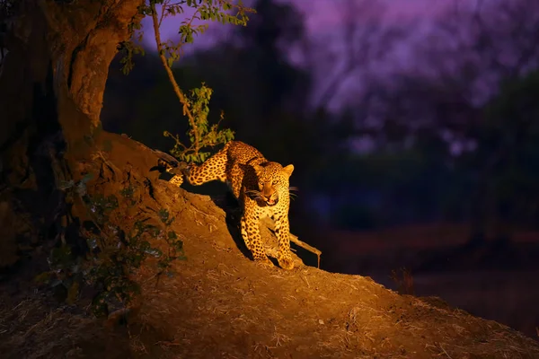 Afrikaanse Luipaard Panthera Pardus Pardus Grote Man Zijn Gebied Laatste — Stockfoto