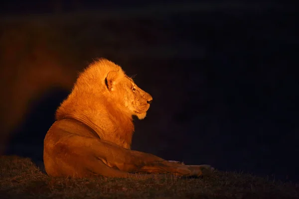 Zuidelijke Leeuw Panthera Leo Melanochaita Ook Wel Oost Zuidelijke Afrikaanse — Stockfoto