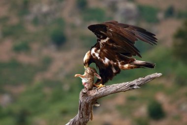 İspanyol İmparatorluk Kartalı (Aquila adalberti), ayrıca İber İmparatorluğu veya İspanyol Kartalı olarak da bilinir. Sırtüstü dağları olan İmparatorluk Kartalı
