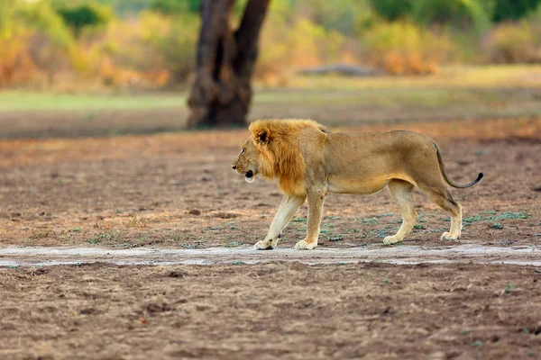 Southern Lion Panthera Leo Melanochaita Nebo Eastern Southern African Lion — Stock fotografie