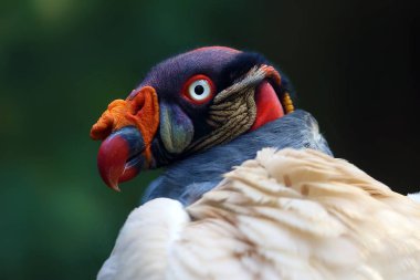 Kral Akbaba (Sarcoramphus papa), Yeni Dünya akbaba familyasından Cathartidae, yeşil arka planlı bir portre..