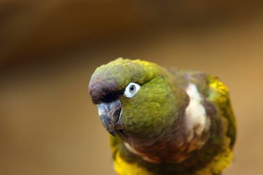 Burrowing parrot (Cyanoliseus patagonus) or Burrowing parakeet also known as the Patagonian conure, portait. clipart