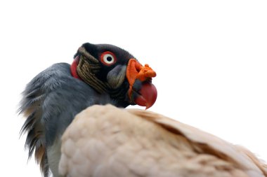 Kral Akbaba (Sarcoramphus papa), Yeni Dünya akbaba familyasından Cathartidae, izole edilmiş bir portre..