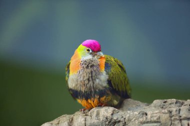 Muhteşem bir meyve güvercini (Ptilinopus superbus), ayrıca bir taşın üzerinde oturan mor taçlı meyve güvercini olarak da bilinir. Asya 'dan çok renkli bir güvercin, yeşil bir geçmişi var. Çok renkli bir kuş..