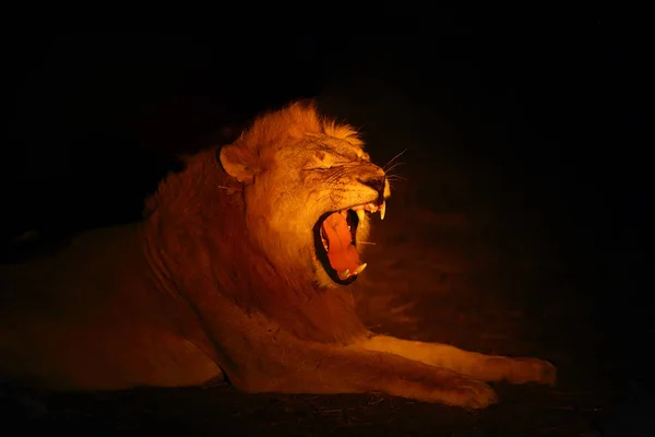 Zuidelijke Leeuw Panthera Leo Melanochaita Oost Zuidelijke Afrikaanse Leeuw Panthera — Stockfoto