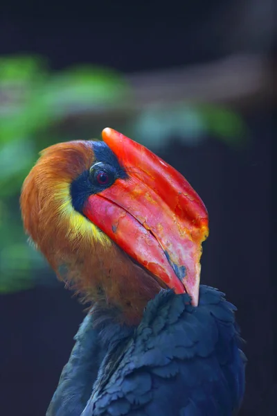 Rufous Hornbill Buceros Hydrocorax Also Known Philippine Hornbill Locally Kalaw — Stock Photo, Image